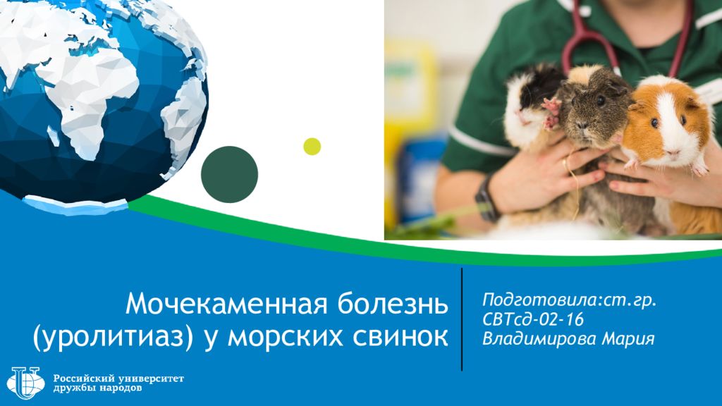 Мочекаменная болезнь ( уролитиаз ) у морских свинок