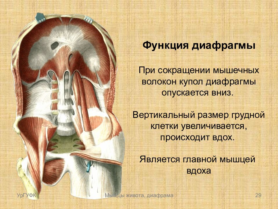 Что такое диафрагма. Диафрагма строение и функции. Мышцы диафрагмы грудной клетки функции. Диафрагма анатомия функции. Функции диафрагмы человека анатомия.