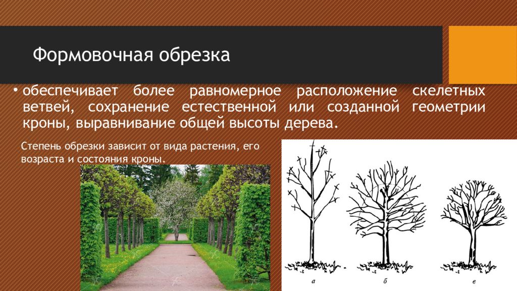 С какой целью производят обрезку побегов. Формовочная обрезка деревьев и кустарников. Формирование крон кустарников. Схема формирования кроны деревьев и кустарников. Формовочной обрезки кустарников.