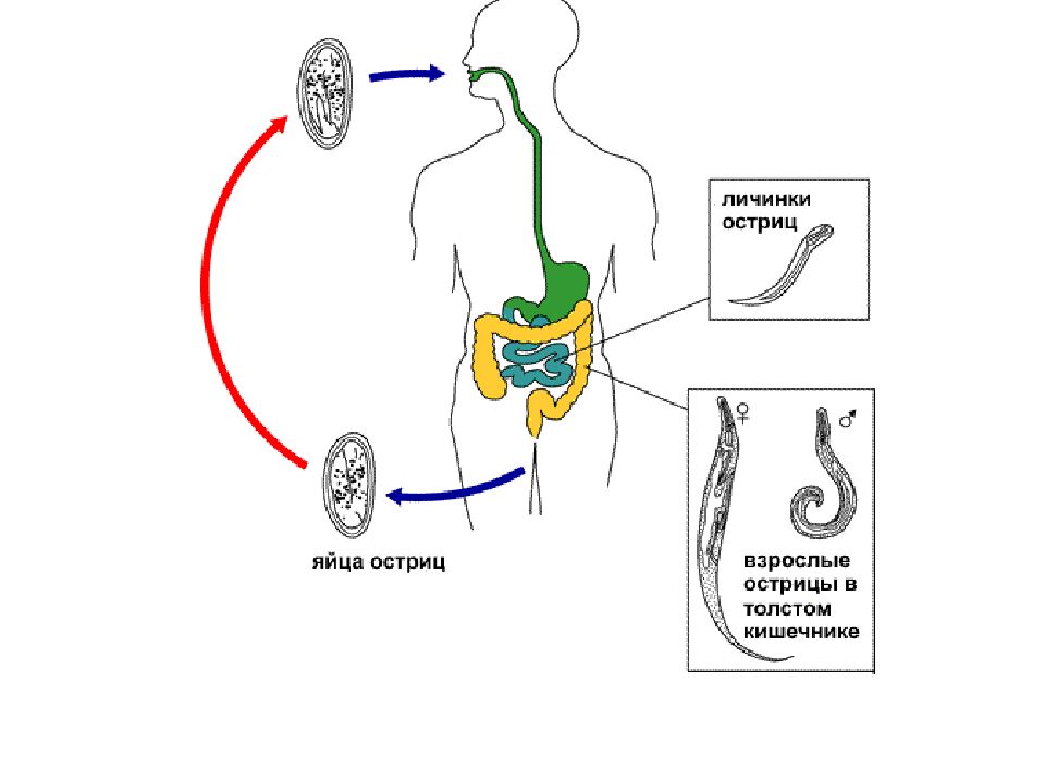 Энтеробиоз как заражаются. Цикл развития острицы схема. Цикл развития острицы детской. Жизненный цикл острицы схема. Цикл развития острицы человеческой.