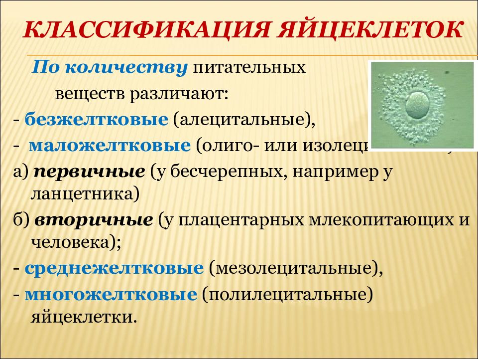 Количество яйцеклеток. Классификация яйцеклеток. Классификация типов яйцеклеток. Классификация яйцеклеток по количеству питательных веществ. Типы яйцеклеток у животных и человека.