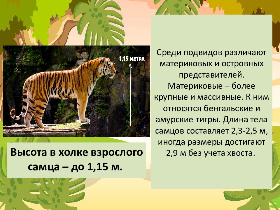 Какая длина тигра. Презентация в тигриной стиле. Бенгальский и Амурский тигр сравнение. Тигр презентация 7 класс. Как измеряется длина тигра.