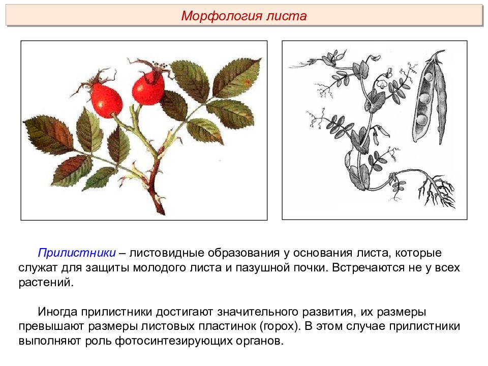 Анатомия и морфология растений. Морфология цветка задачи. Задачи и методы изучения анатомии растений. Пазушные прилистники. Методы морфологии растений.