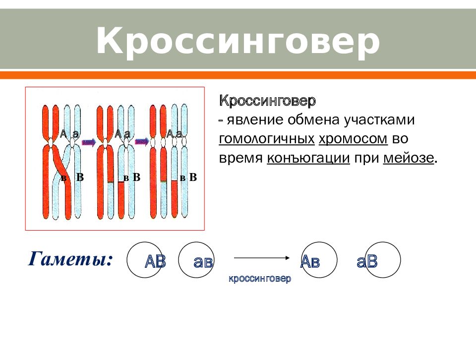 Хромосом 13 18 21. Хромосомы картинки. 1000000 Хромосом в IQ. Нефрографическая фаза. Элементы хромосомы картинки.