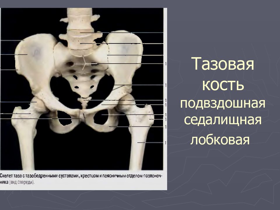 Подвздошной кости 2. Тазовая кость подвздошная кость седалищная кость. Подвздошная кость лобковая кость. Кости таза лобковая кость. Тазовая кость крыло подвздошной кости.
