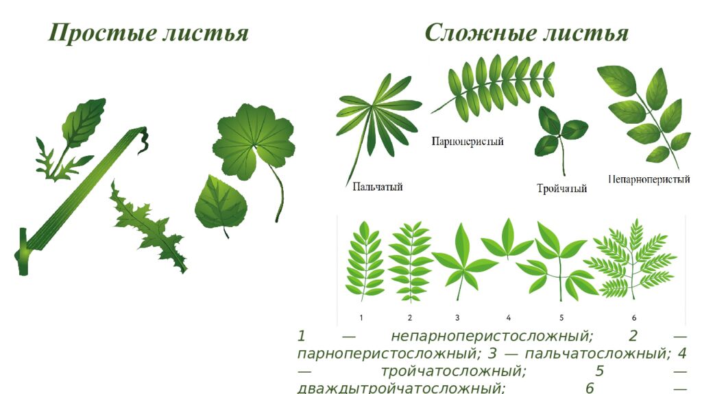Особенности внешнего и внутреннего строения листа