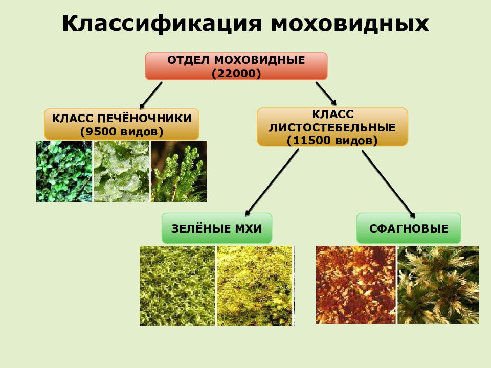 Схема классификация мхов