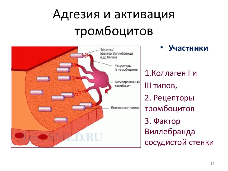 Активация тромбоцитов. Адгезия и активация тромбоцитов. Адгезия тромбоцитов. Факторы адгезии тромбоцитов.