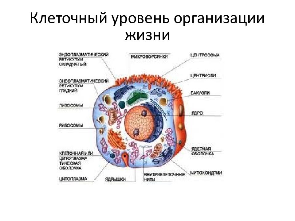 Уровни организации организма клеточный. Клеточный уровень организации. Клеточный уровень организации жизни. Уровни клеточной организации клетки. Клеточный уровень это в биологии.