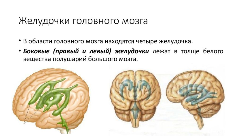 Правый желудочек головного. Желудочки головного мозга головного мозга. Боковые желудочки головного мозга 3 д. Желудочки головного мозга функции. Желудочковая система головного мозга анатомия.