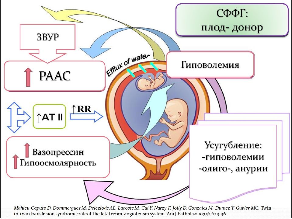 Презентация беременность 11 класс