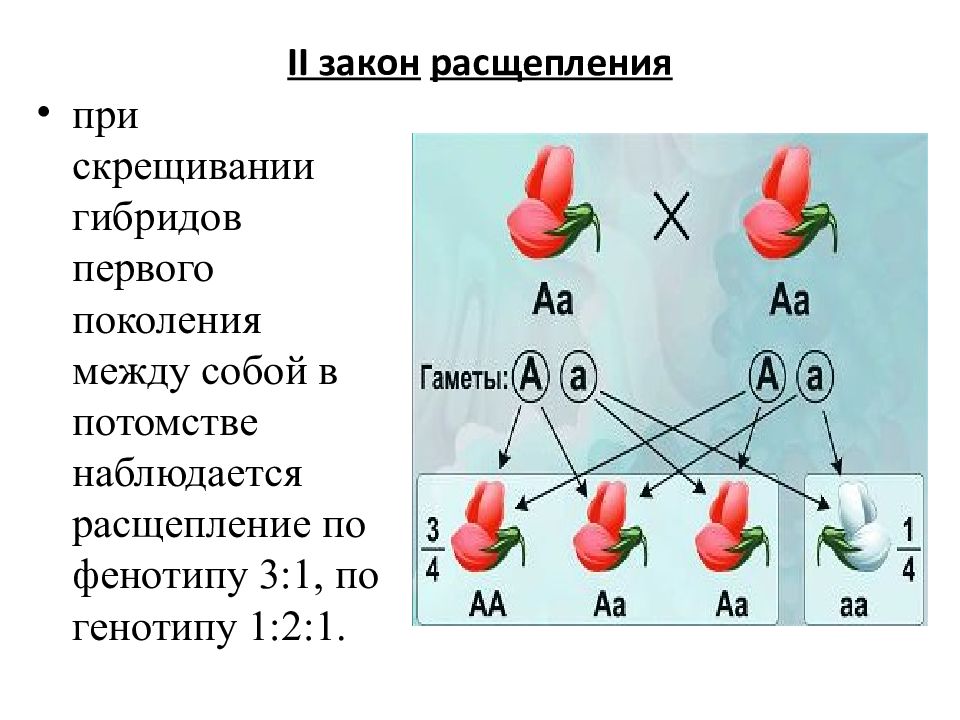 По какой схеме наблюдается расщепление рецессивного признака при скрещивании гибридов i поколения