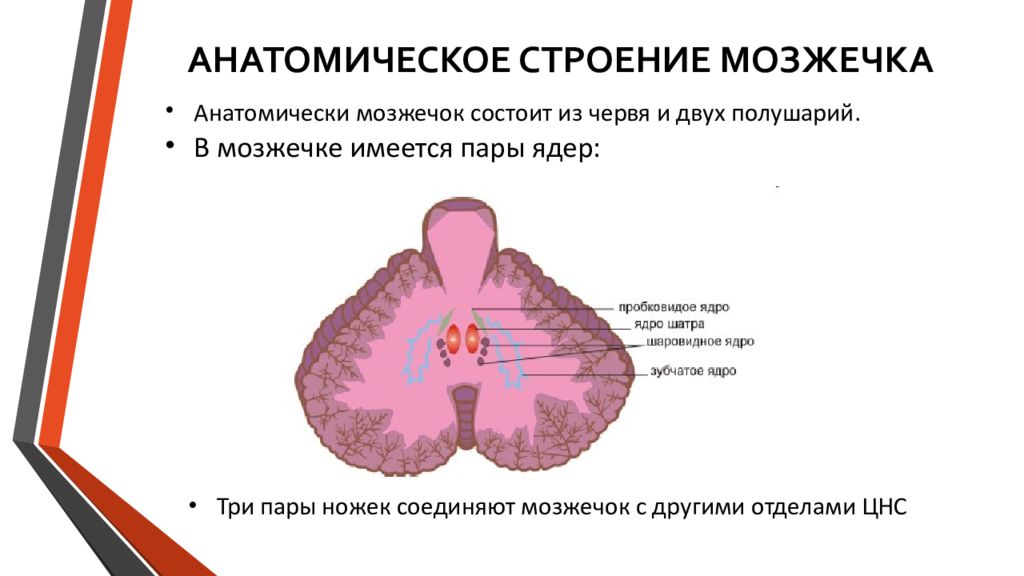 Ядра мозжечка схема