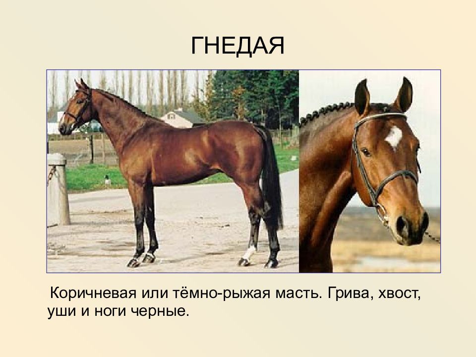Рассмотрите фотографию коричневой лошади с черными. Лошадь с коричневой гривой. Лошадь друг человека. Коричневая масть лошади. Масть лошади с темной гривой и хвостом.