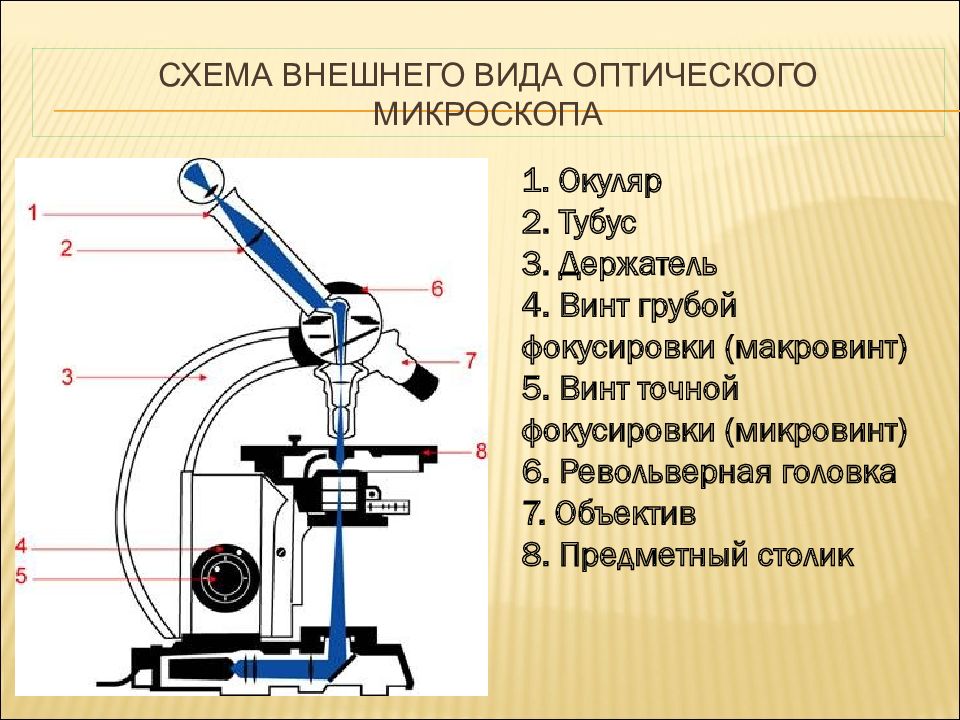 Части микроскопа выполняют функции штатив. Устройство оптического микроскопа схема. Оптическая система микроскопа состоит. Оптическая система микроскопа схема. Устройство микроскопа оптическая схема микроскопа.