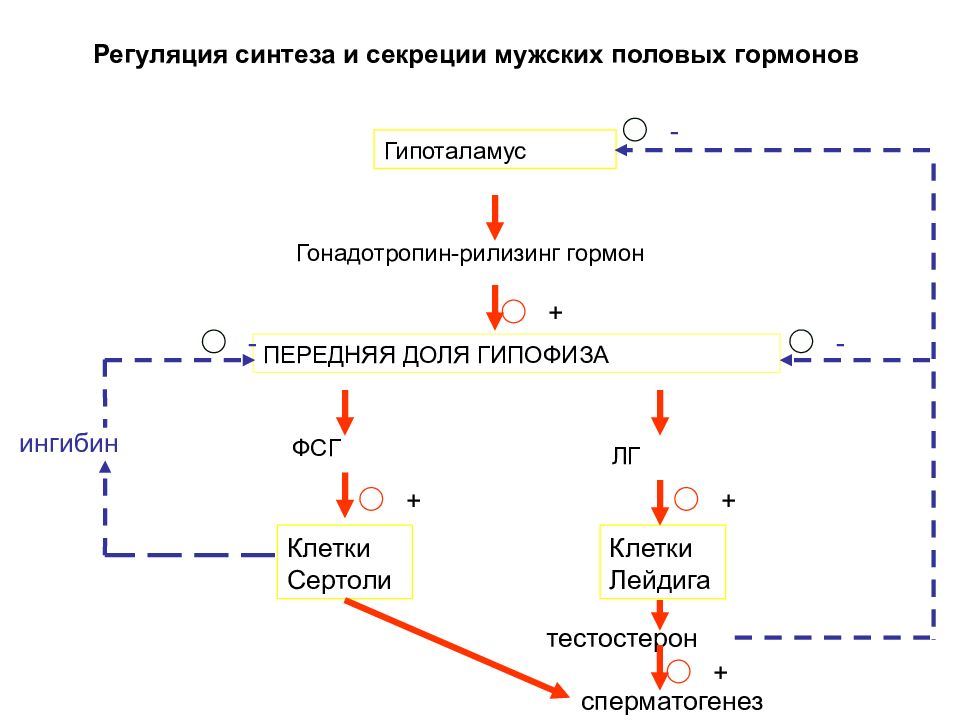 Синтез половых гормонов схема