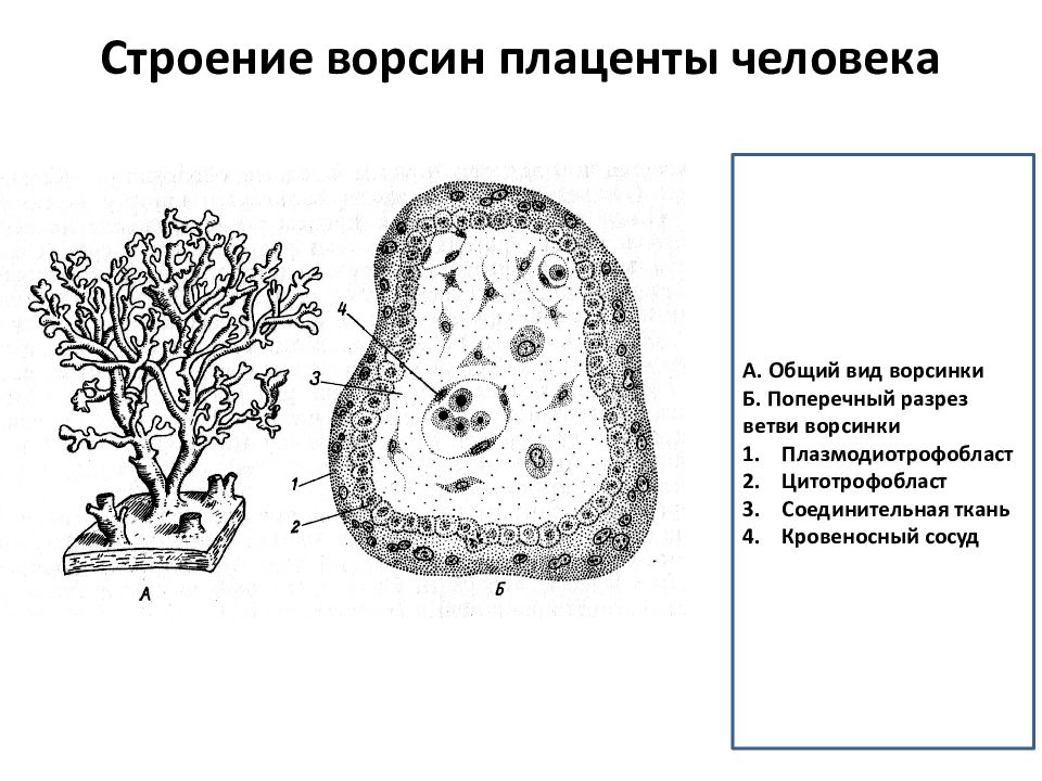 Общий план строения детской части плаценты