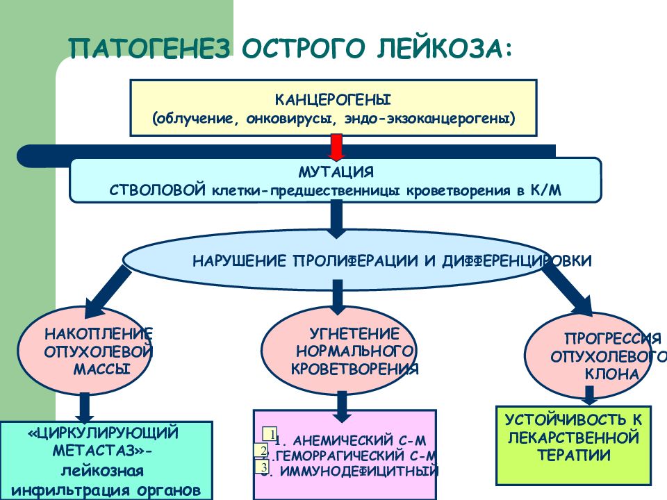 Патогенез хронического лимфолейкоза схема