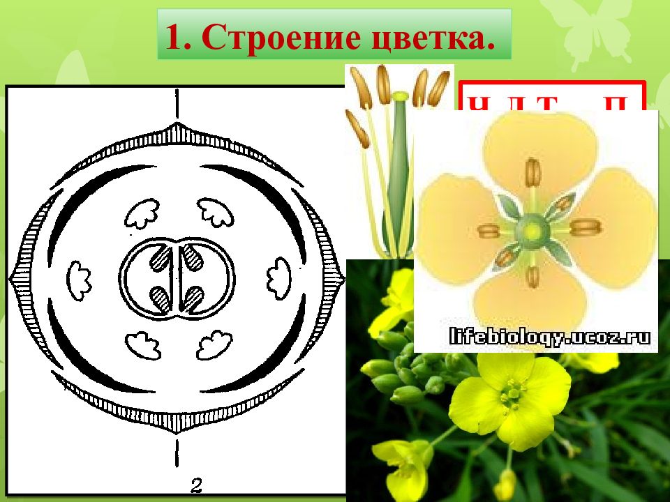Диаграмма цветка хвойных растений. Диаграммы цветков покрытосеменных. Диаграмма цветка папоротниковых. Диаграмма цветка покрытосеменных. Семейства покрытосеменных с диаграммой цветка.