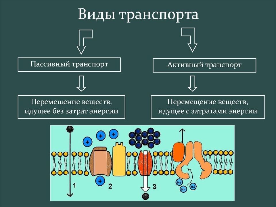 Схема мембранный транспорт