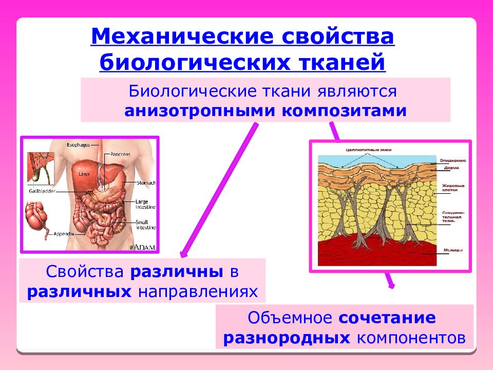 Живой тканью является. Механические свойства биологических тканей. Механические свойства ткани организмов человека. Механические свойства ткани. Механические модели живых тканей.
