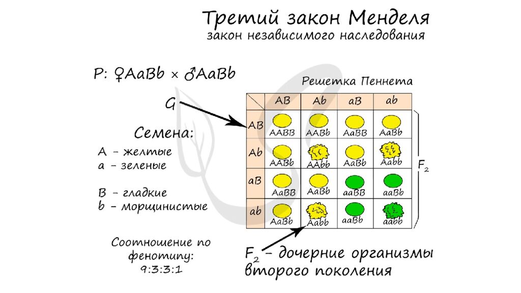 ЗАДАЧИ НА ДИГИБРИДНОЕ СКРЕЩИВАНИЕ