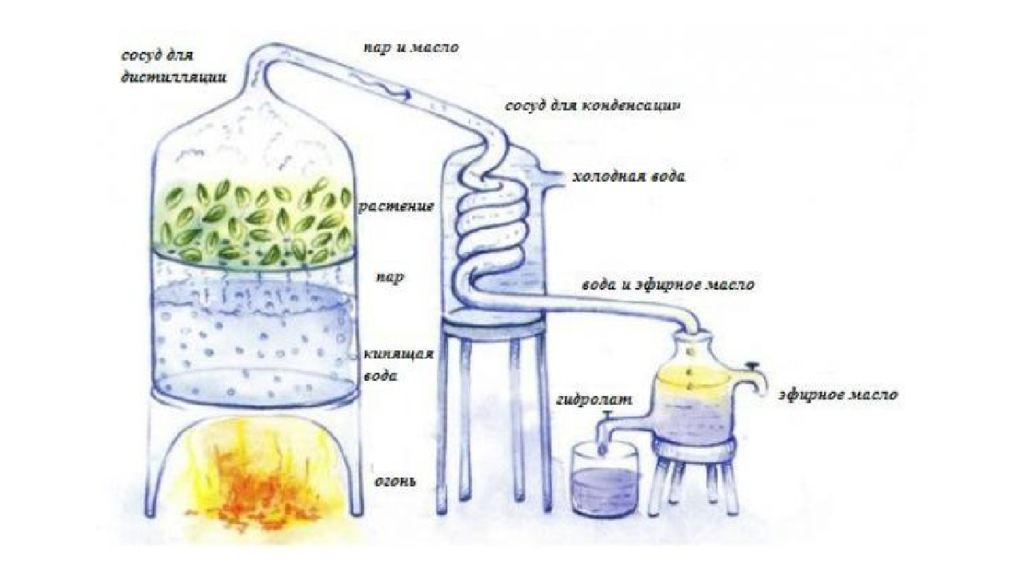 Холодная вода сосуды. Схема дистилляции эфирных масел. Паровая дистилляция эфирного масла. Паровая перегонка эфирных масел. Процесс дистилляции эфирного масла.