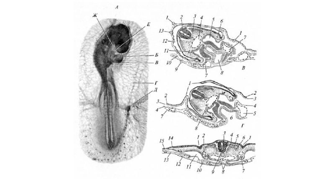 Стадии зародыша курицы. Зародыш курицы 96 часов инкубации препарат гистология. Поперечный разрез зародыша курицы 96 часов инкубации. Зародыш курицы 96 часов инкубации препарат. Зародыш курицы 96 часов инкубации поперечный.