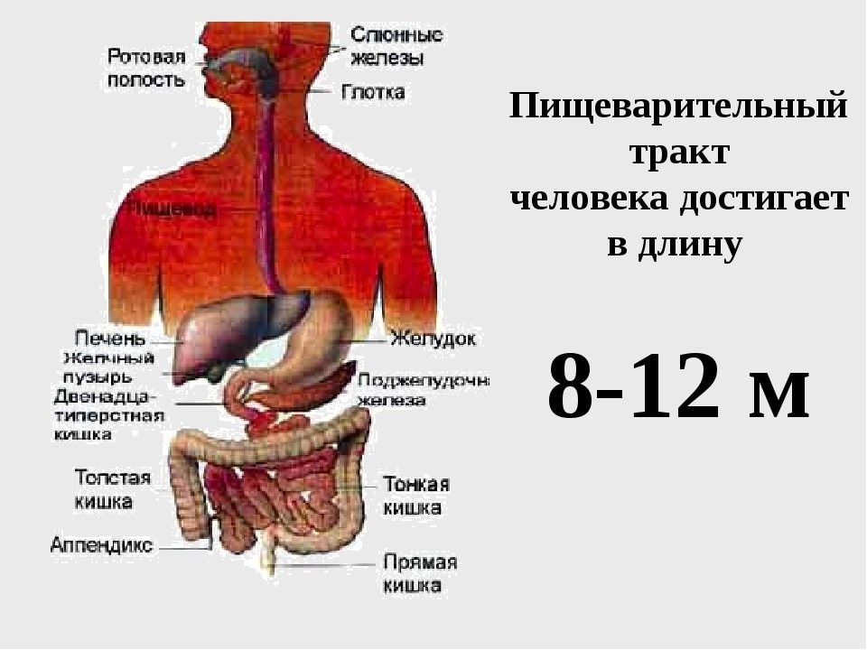 Презентация пищеварительная система 8 кл