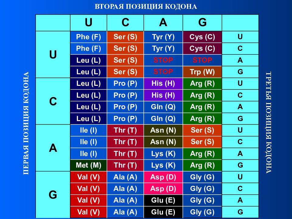 Стоп кодоны генетического. Кодоны. Таблица кодонов. Генетический код человека. Кодон это в биологии.