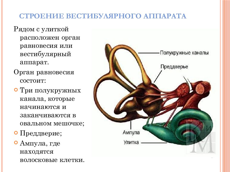 2 какой цифрой на рисунке обозначен вестибулярный аппарат