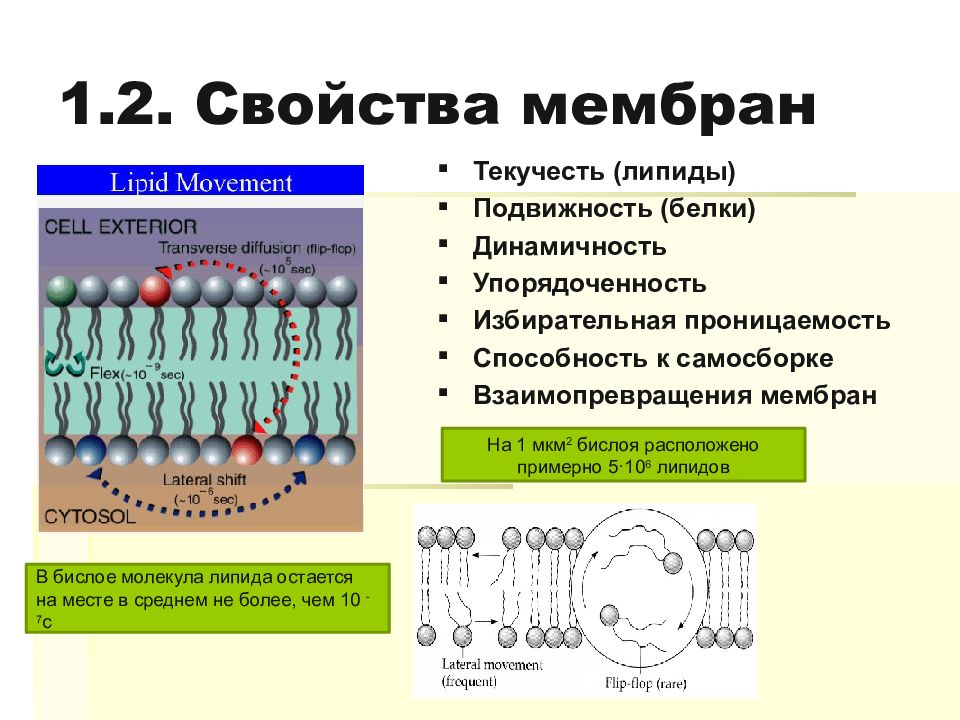 Липиды которые образуют клеточные мембраны