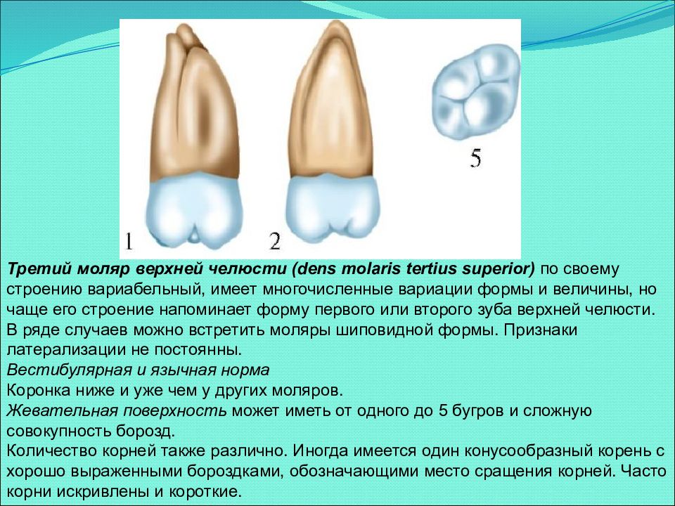 Коренные зубы вторым. Третий Нижний моляр анатомия. Анатомия зуба первого моляра нижней челюсти. Второй моляр верхней челюсти Бугры. Моляр верхней челюсти три корня.