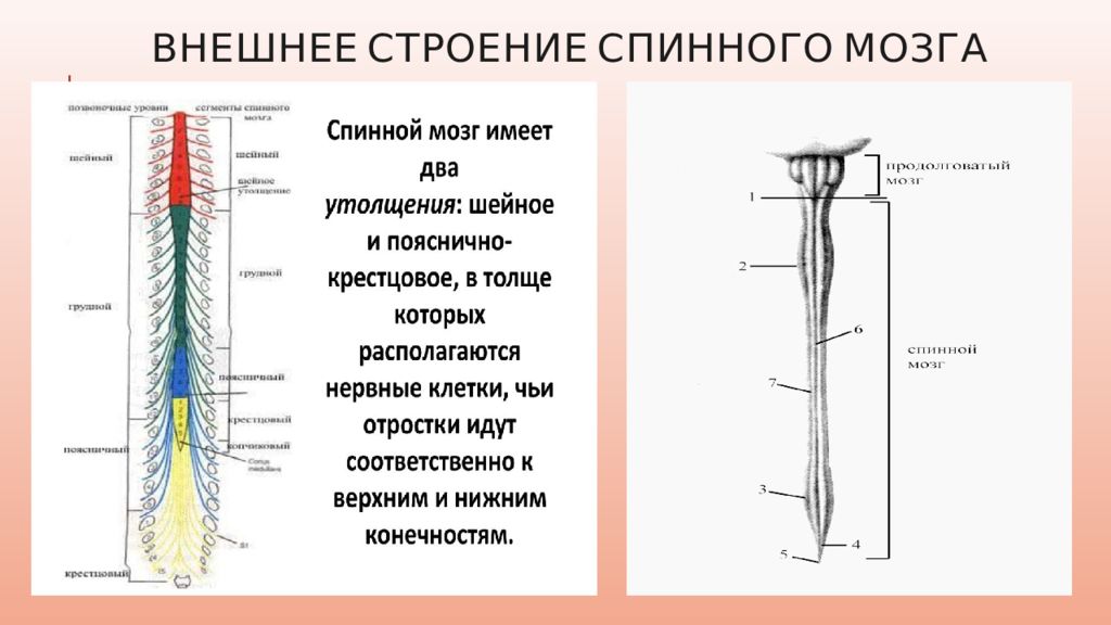 2 нервных ствола. Наружное и внутреннее строение спинного мозга. Каково наружное строение спинного мозга. Внешнее и внутреннее строение спинного мозга анатомия. Строение спинного мозга утолщения.