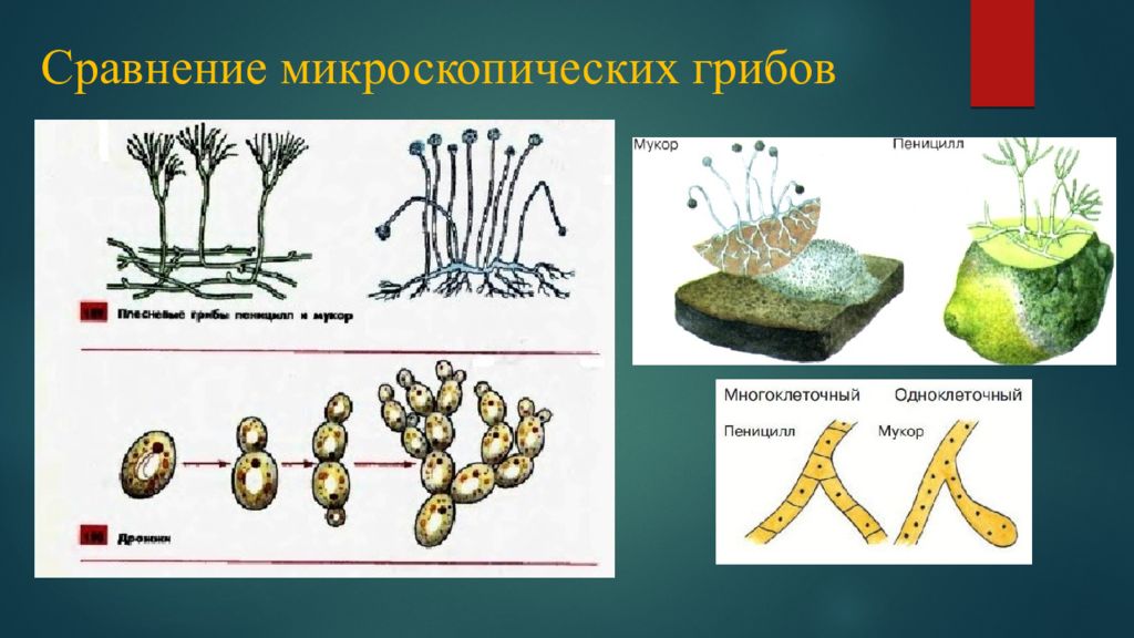 Грибы и лишайники презентация