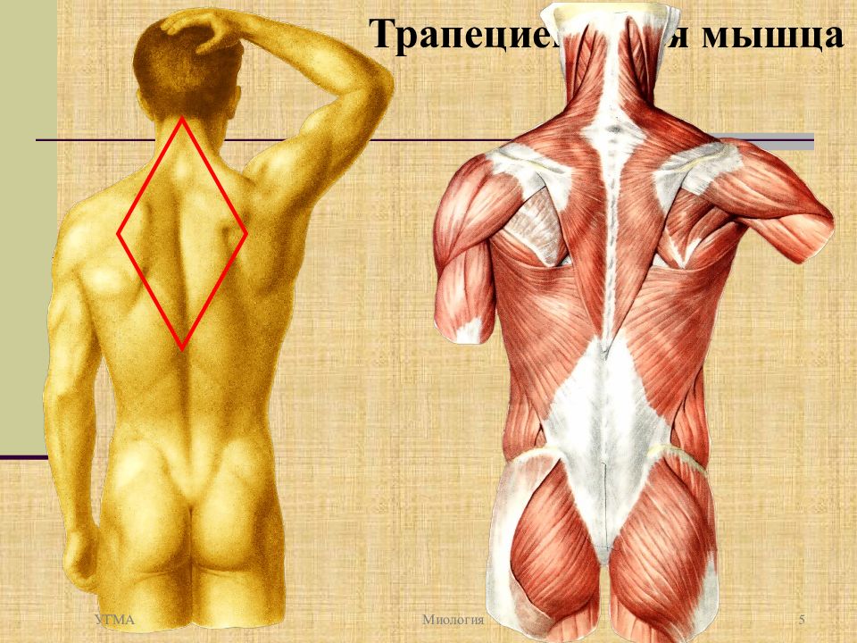 Верхняя трапециевидная. Миология трапециевидной мышцы. Трапециевидная мышца спины анатомия. Миология мышцы спины анатомия. Трапеция мышца спереди.