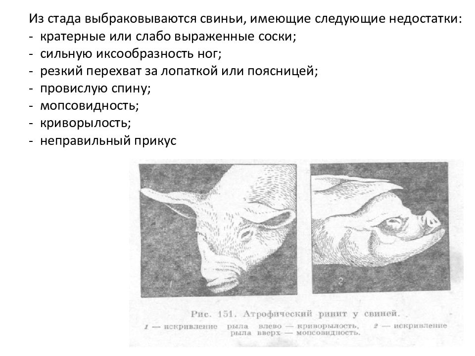 Инфекционный атрофический ринит свиней презентация