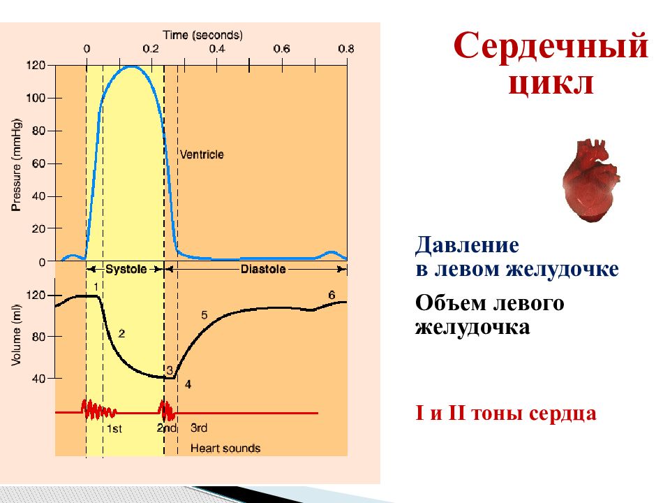 Диаграмма изменения давления. Сердечный цикл давление. Схема сердечного цикла физиология. Сердечный цикл график. Физиология сердца сердечный цикл.