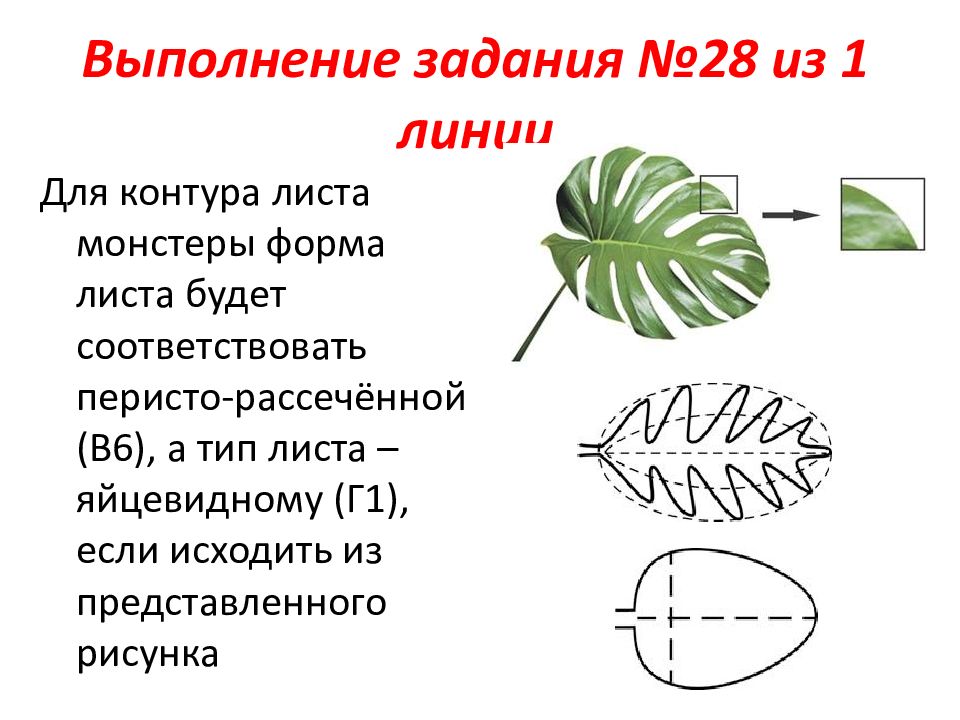 На рисунке изображены различные по форме листья плюща выросшие в разных условиях огэ ответы