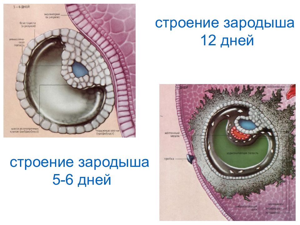 Эмбрион строение