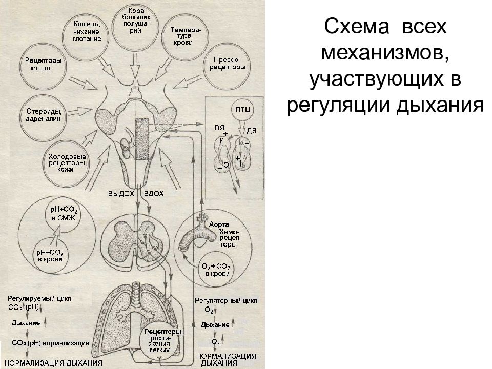 Схема регуляции дыхания. Механизм регуляции дыхания схема. Периферические и центральные механизмы регуляции дыхания. Схема регуляции дыхания физиология. Схема саморегуляции дыхания.