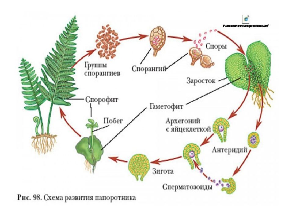 Цикл папоротника схема с подписями