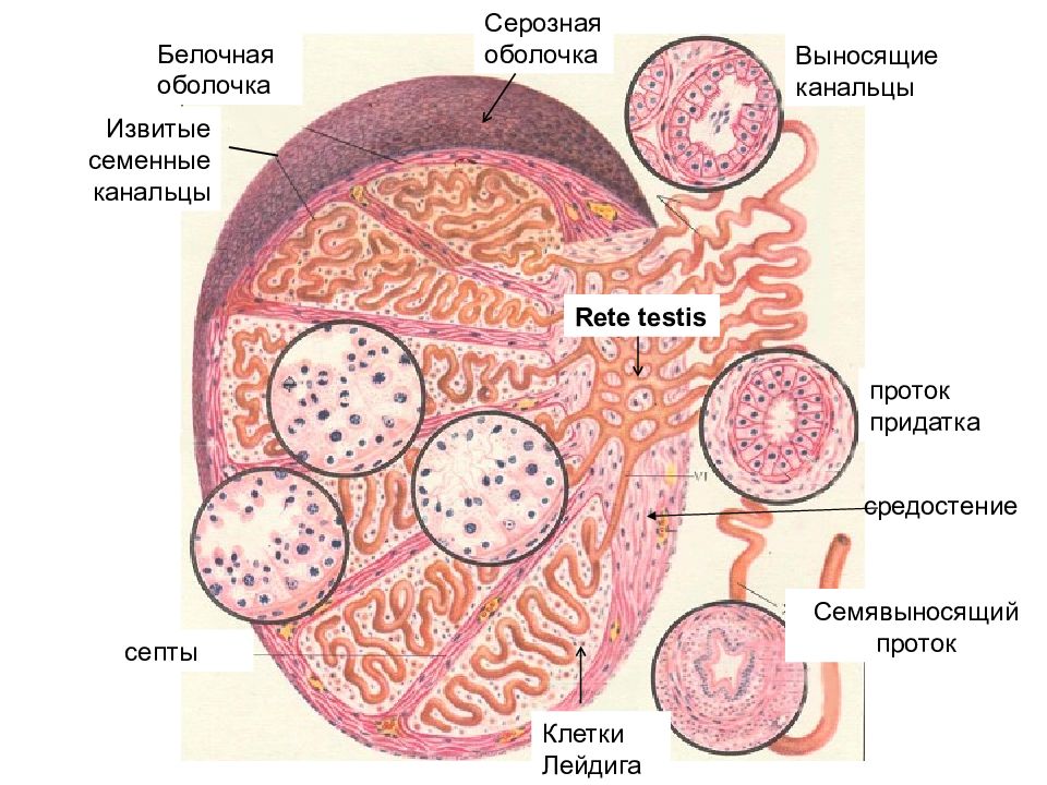 Мужские яички органы. Мужская половая система семенник гистология. Сем еникгистология строение. Строение семенника гистология. Строение мужской половой системы гистология.