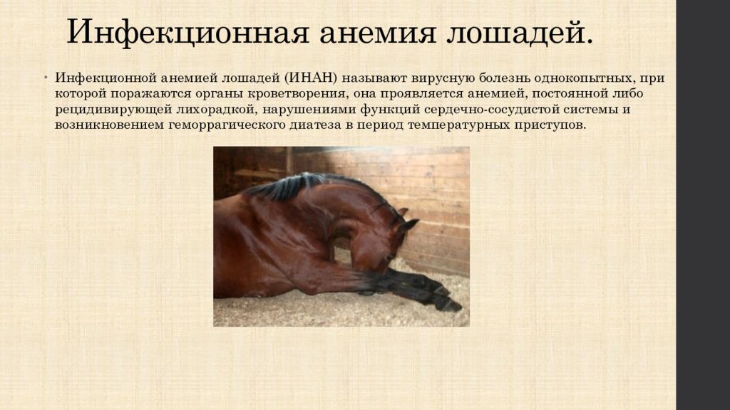 Инфекционная болезнь лошадей