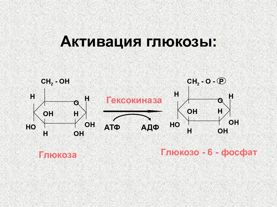 Атф глюкоза адф. Активация Глюкозы АТФ. Гексокиназа реакции с АТФ. Глюкоза и гексокиназа реакция. Реакция активирования Глюкозы.