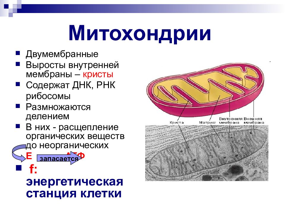 Митохондрии в каких клетках. Митохондрии. Строение митохондрии. Митохондрия процесс.