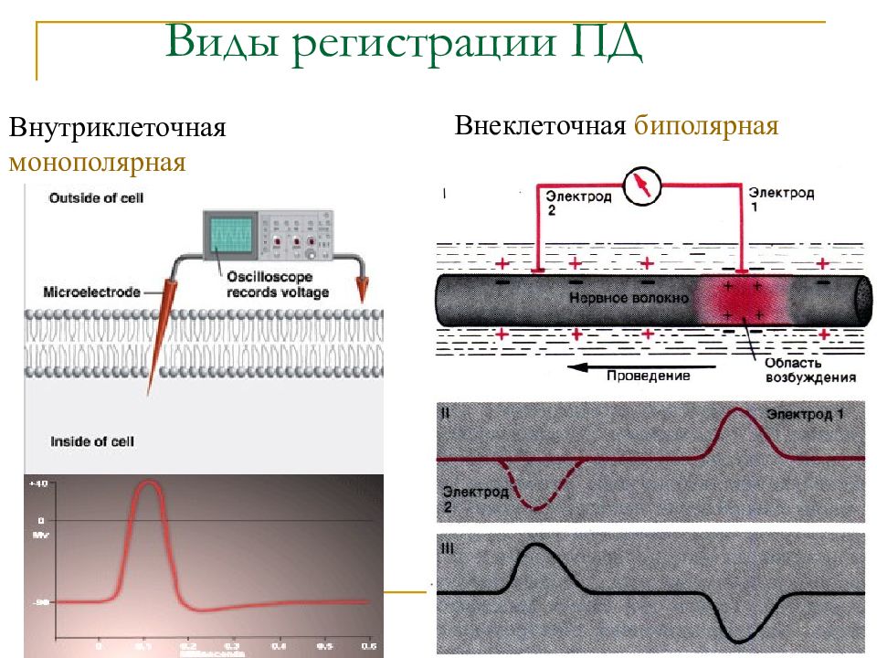 Виды регистрации. Внеклеточная регистрация потенциала действия. Методы регистрации потенциала действия. Внутриклеточная регистрация потенциала действия. Форма Пд при внутриклеточном отведении и при внеклеточном.