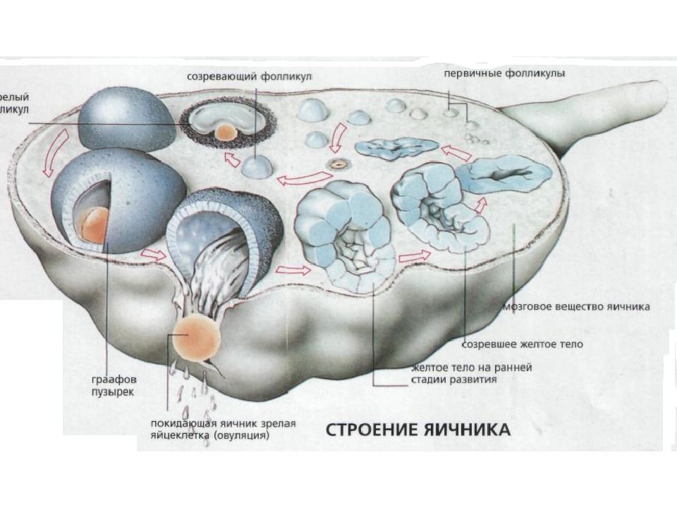 Строение женской репродуктивной системы в картинках