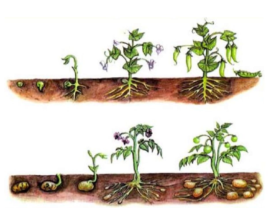 Определи последовательность развития растения из семени. Стадии развития растений. Этапы роста растений. Схема развития растений. Этапы роста и развития растений.