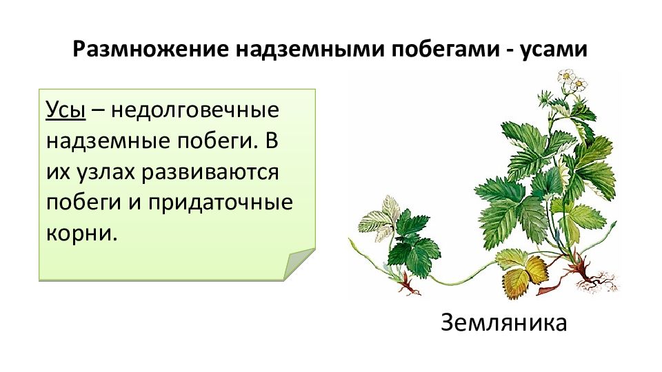 Какие способы размножения надземными побегами изображены на рисунке